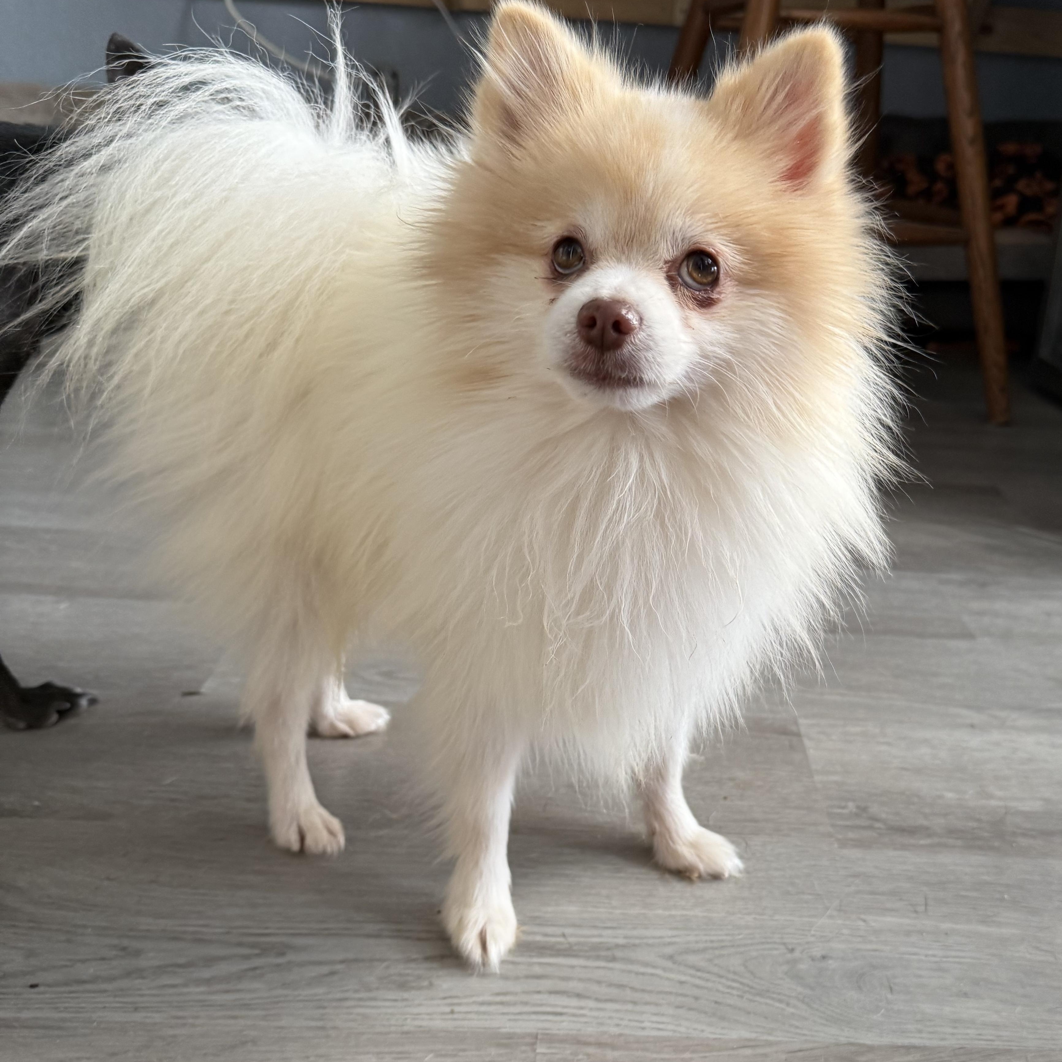 Huxley Doughnut, an adopted Pomeranian in Belleville, NJ image 1/3