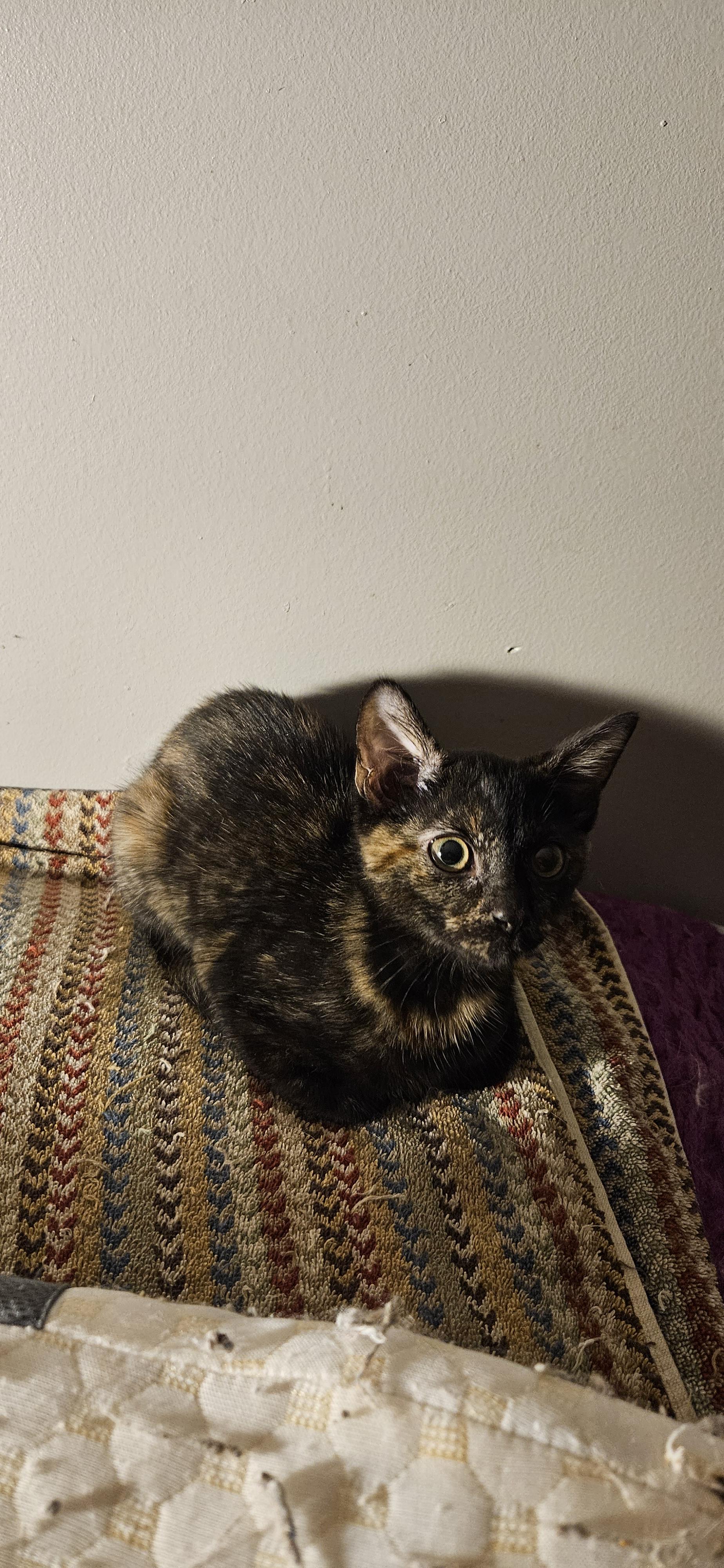 Lilith, Adopted, Young Female Tortoiseshell.