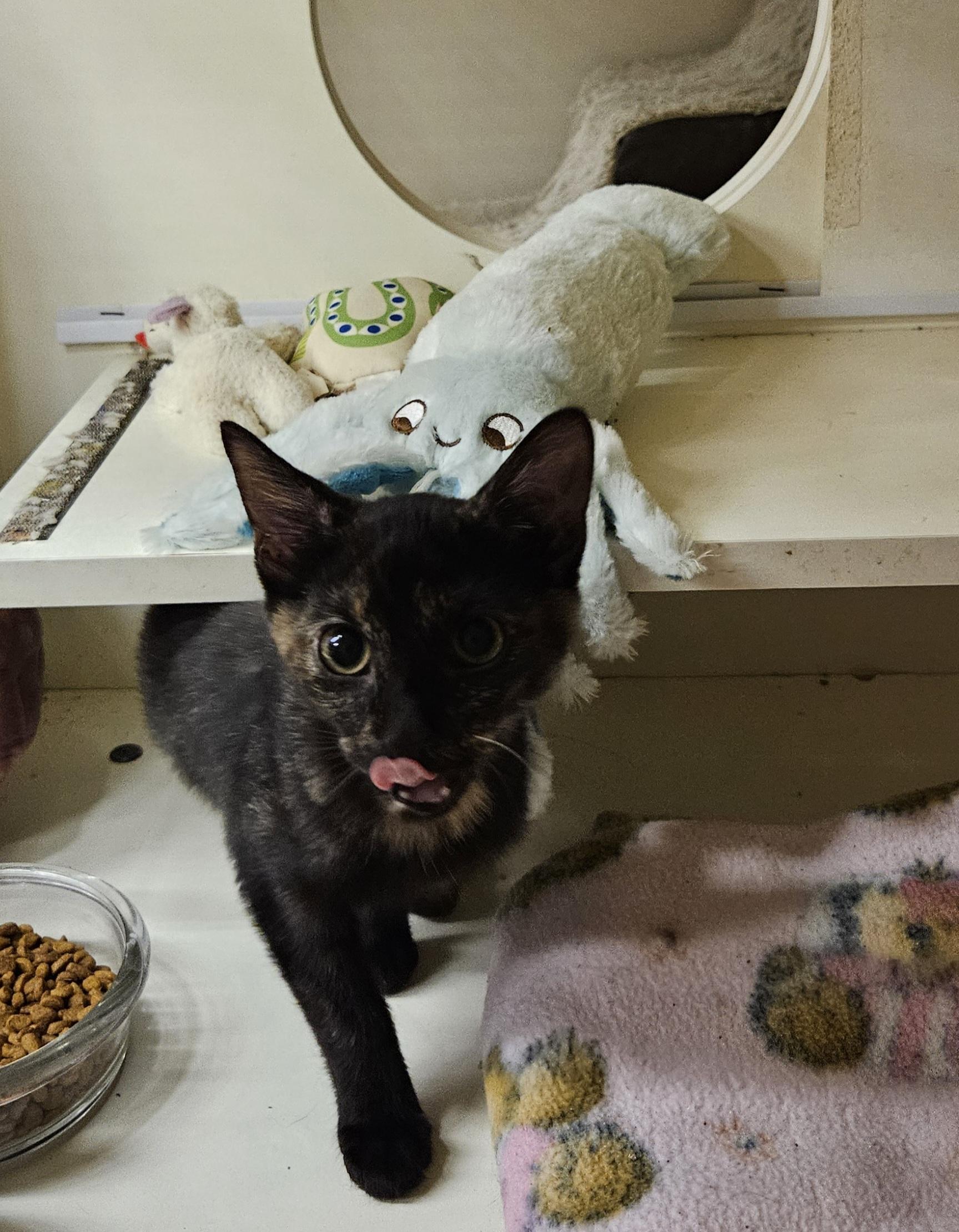 Enlarge Lilith, a Adopted Tortoiseshell in Nashville, TN image 2/6