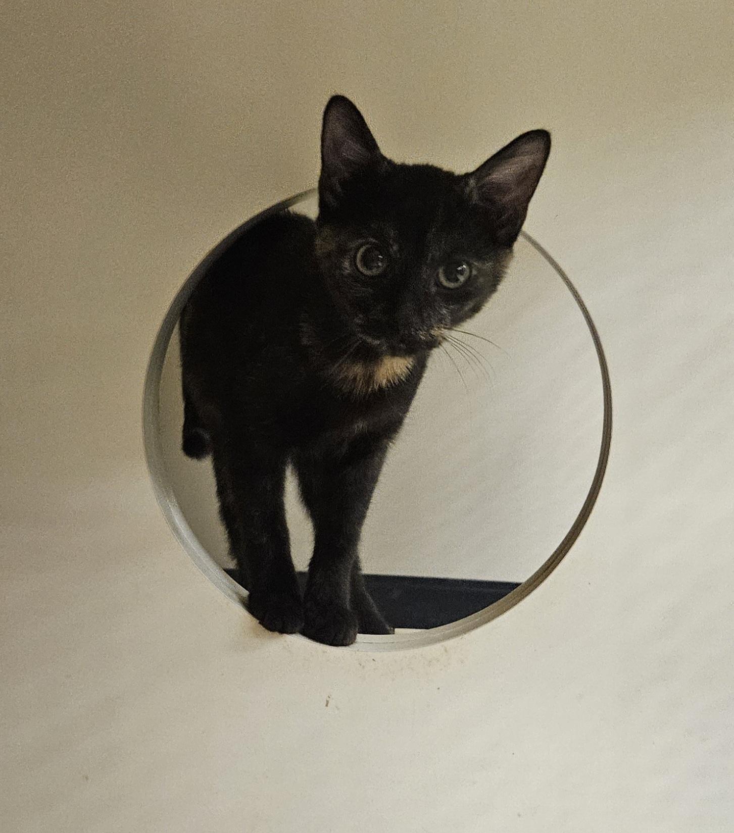 Enlarge Lilith, a Adopted Tortoiseshell in Nashville, TN image 3/6