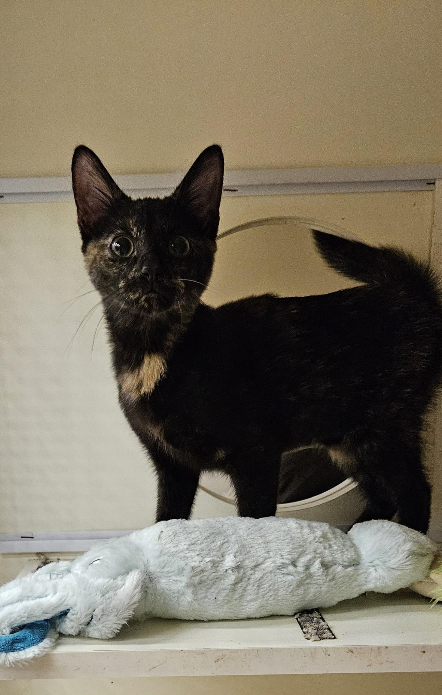 Enlarge Lilith, a Adopted Tortoiseshell in Nashville, TN image 4/6