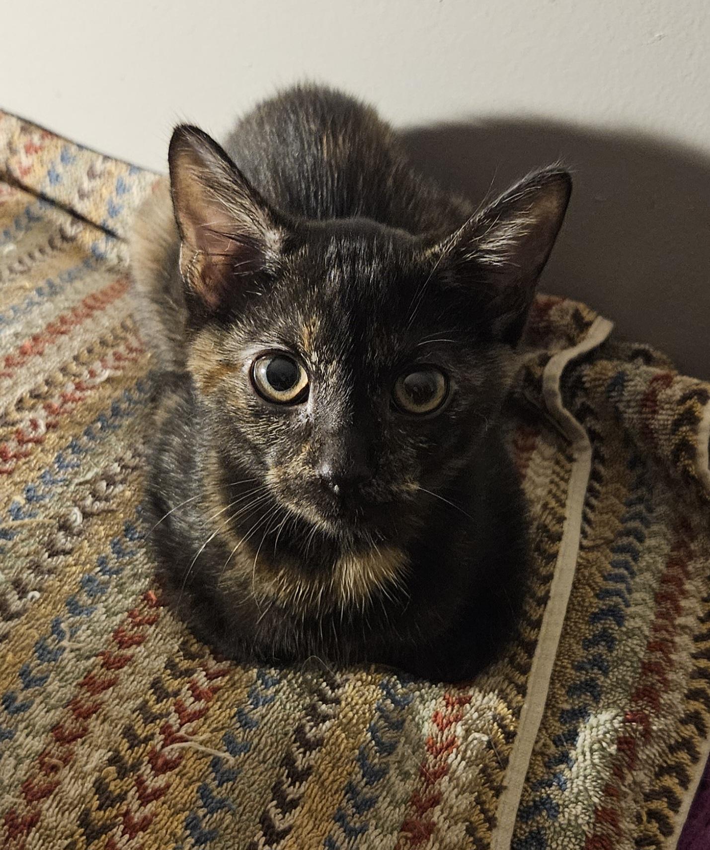 Enlarge Lilith, a Adopted Tortoiseshell in Nashville, TN image 5/6