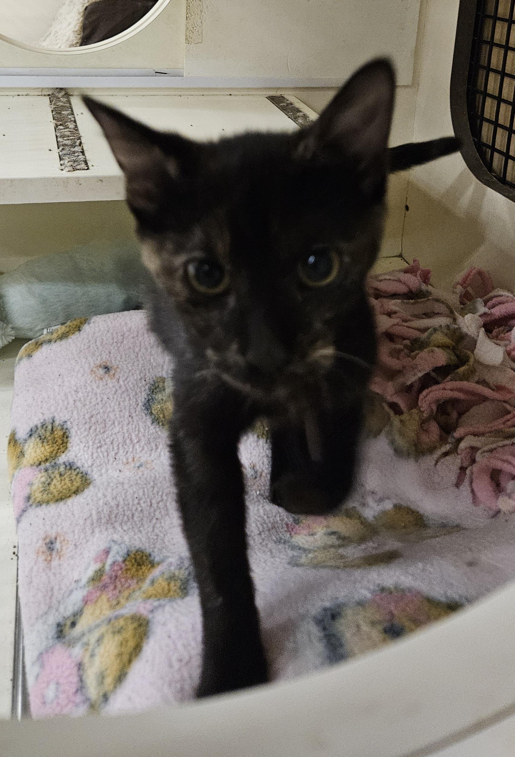 Enlarge Lilith, a Adopted Tortoiseshell in Nashville, TN image 6/6