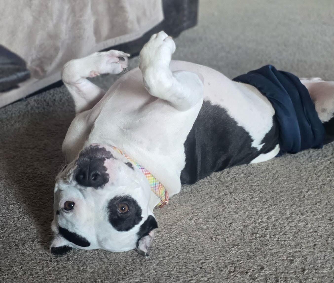 Enlarge Mason, a Adoptable mixed breed in Edmond, OK image 1/5