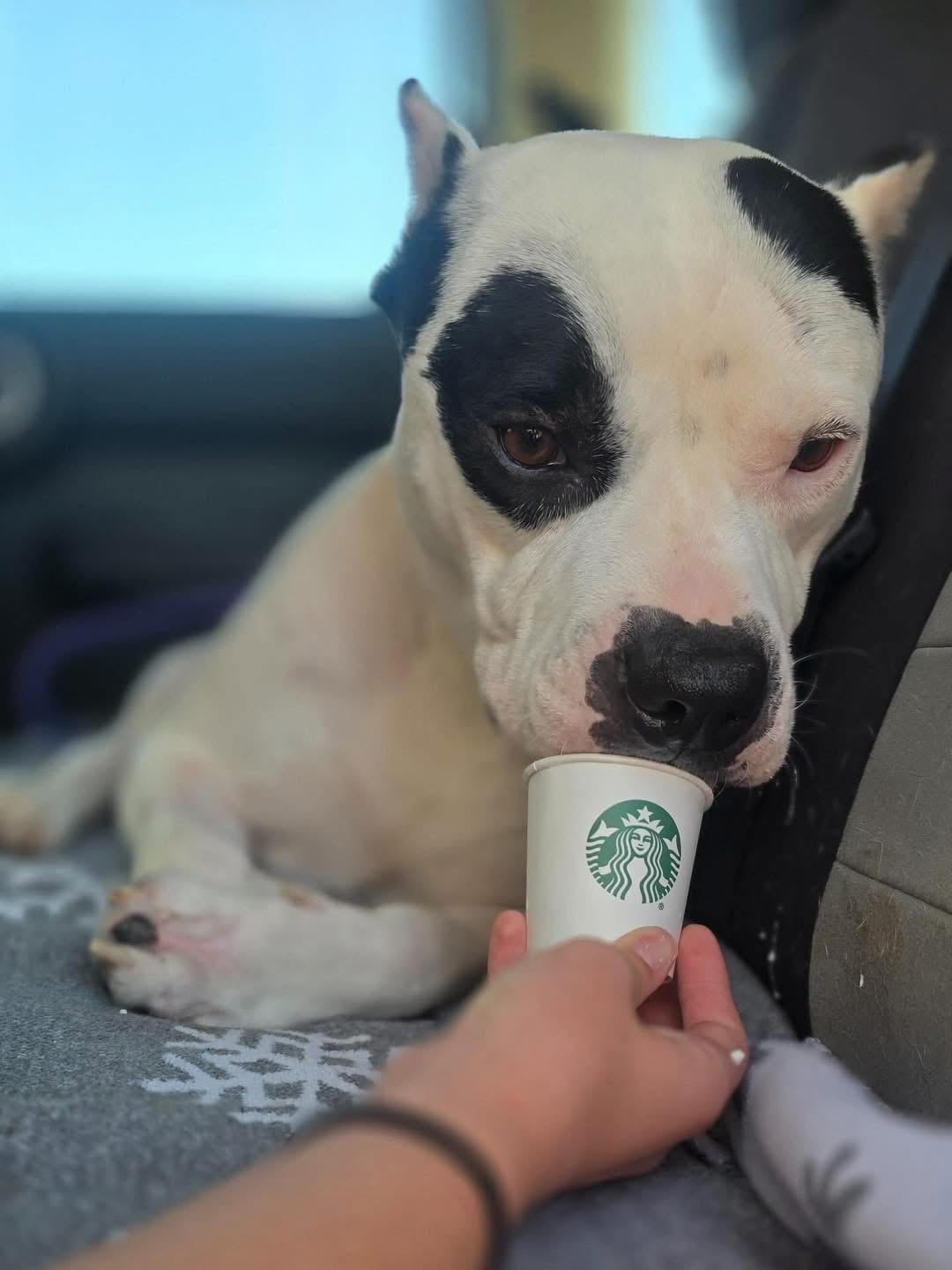 Enlarge Mason, a Adoptable mixed breed in Edmond, OK image 2/5