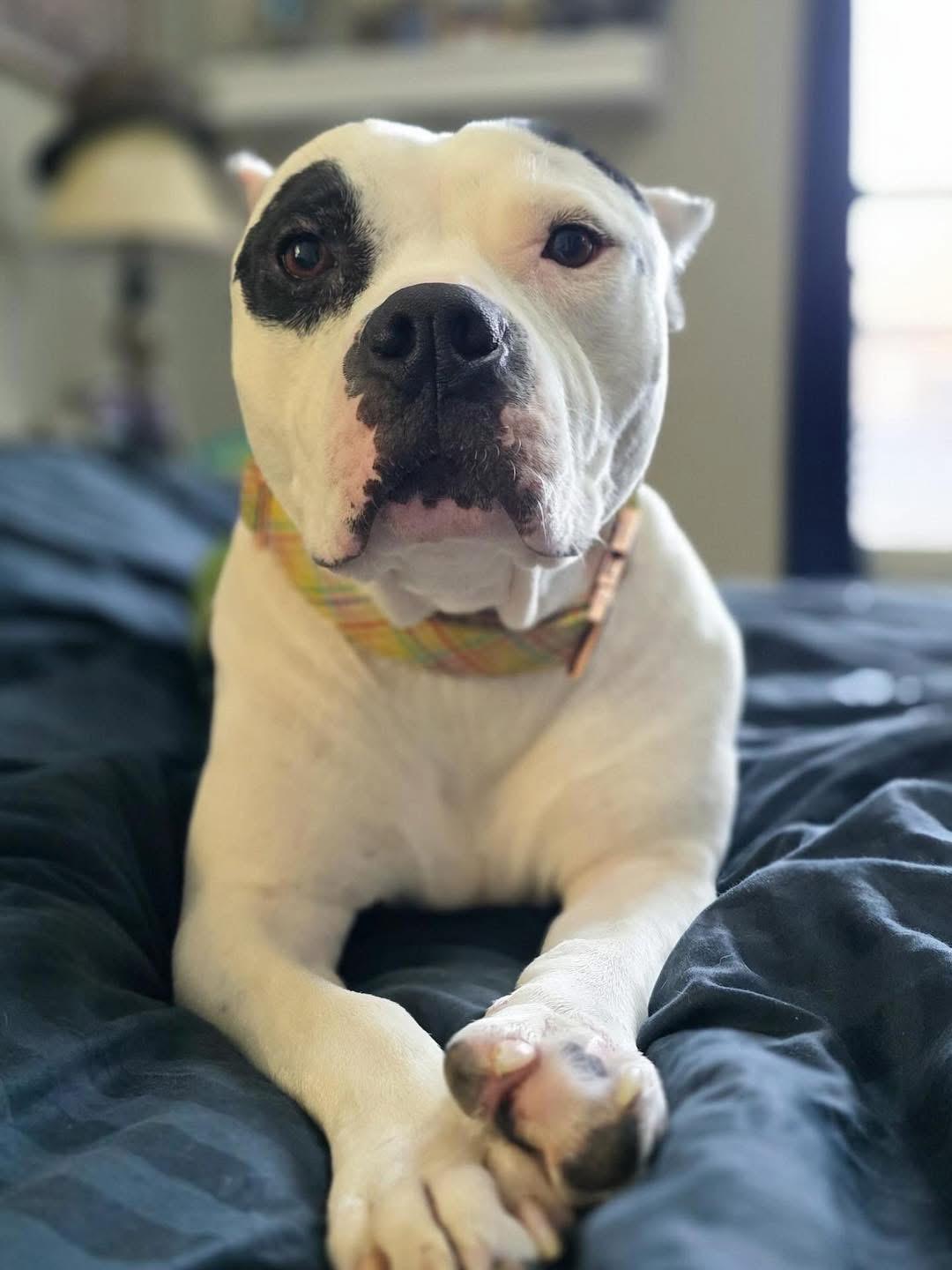 Enlarge Mason, a Adoptable mixed breed in Edmond, OK image 3/5