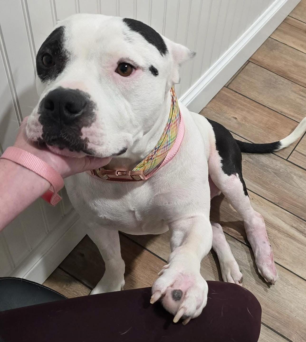 Enlarge Mason, a Adoptable mixed breed in Edmond, OK image 4/5