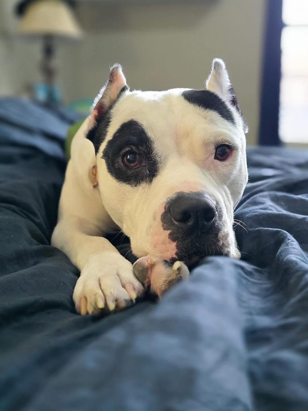 Enlarge Mason, a Adoptable mixed breed in Edmond, OK image 5/5