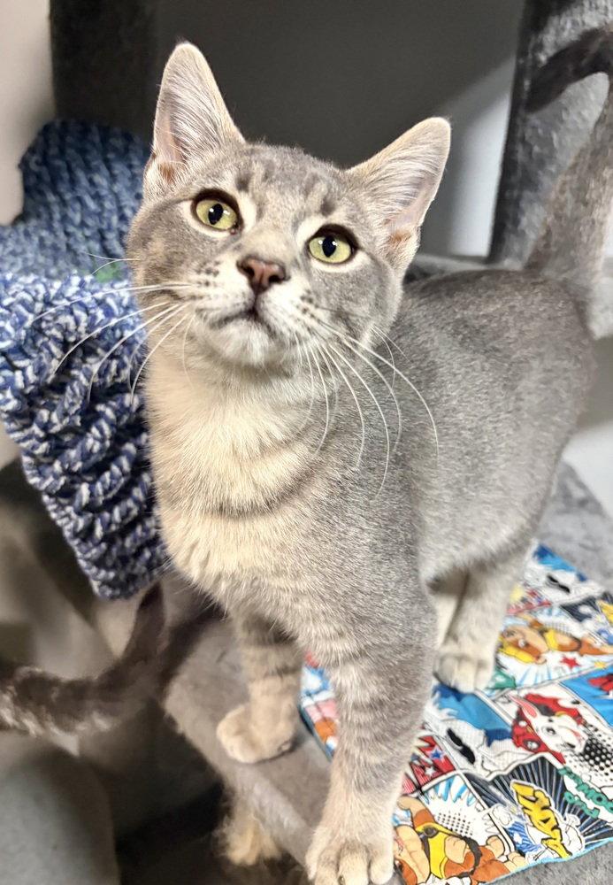 Atlas, Adoptable, Kitten Male Domestic Short Hair.