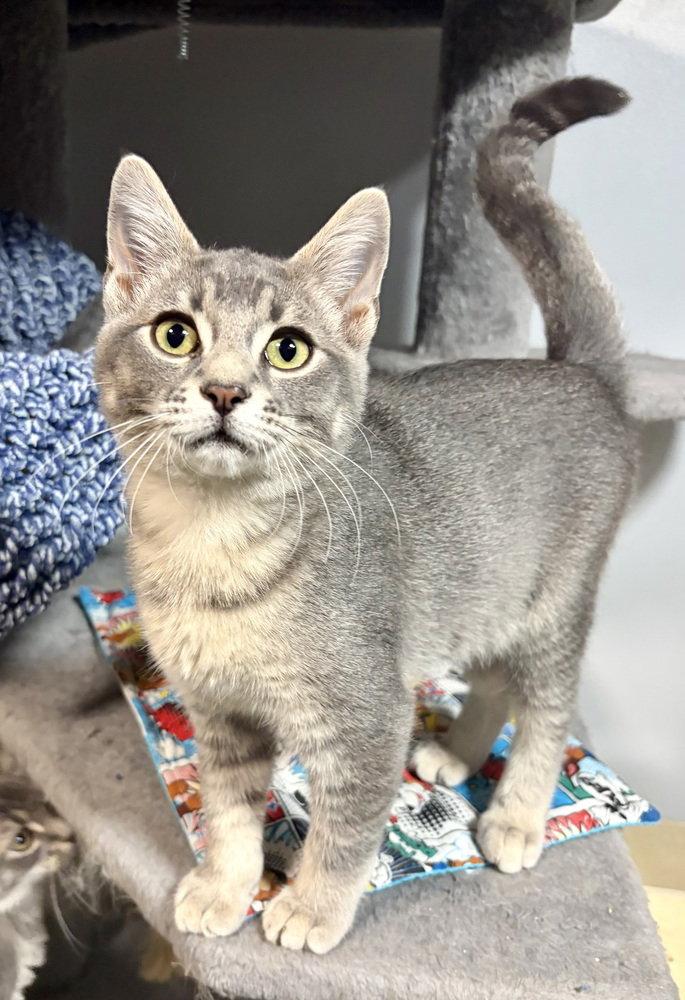 Enlarge Atlas, a Adoptable Domestic Short Hair in O'Fallon, MO image 2/2