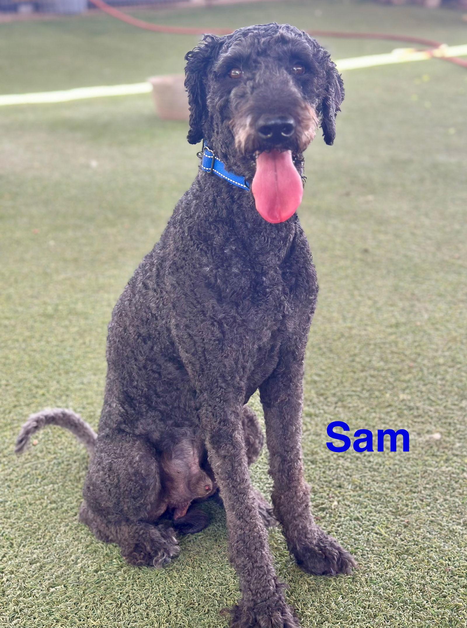 Sammy, Adopted, Young Male Standard Poodle & Golden Retriever.