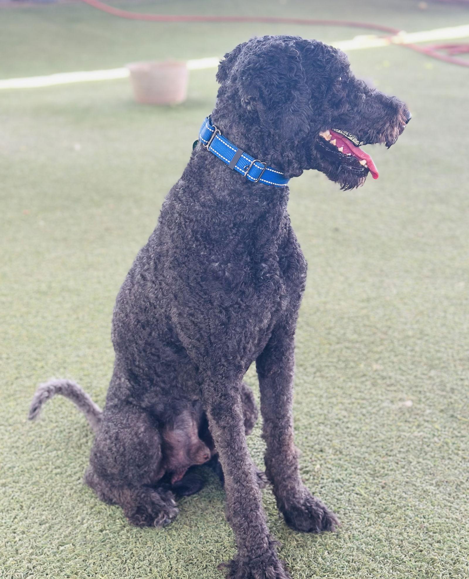 Enlarge Sammy, a Adopted mixed breed in Pipe Creek, TX image 2/3