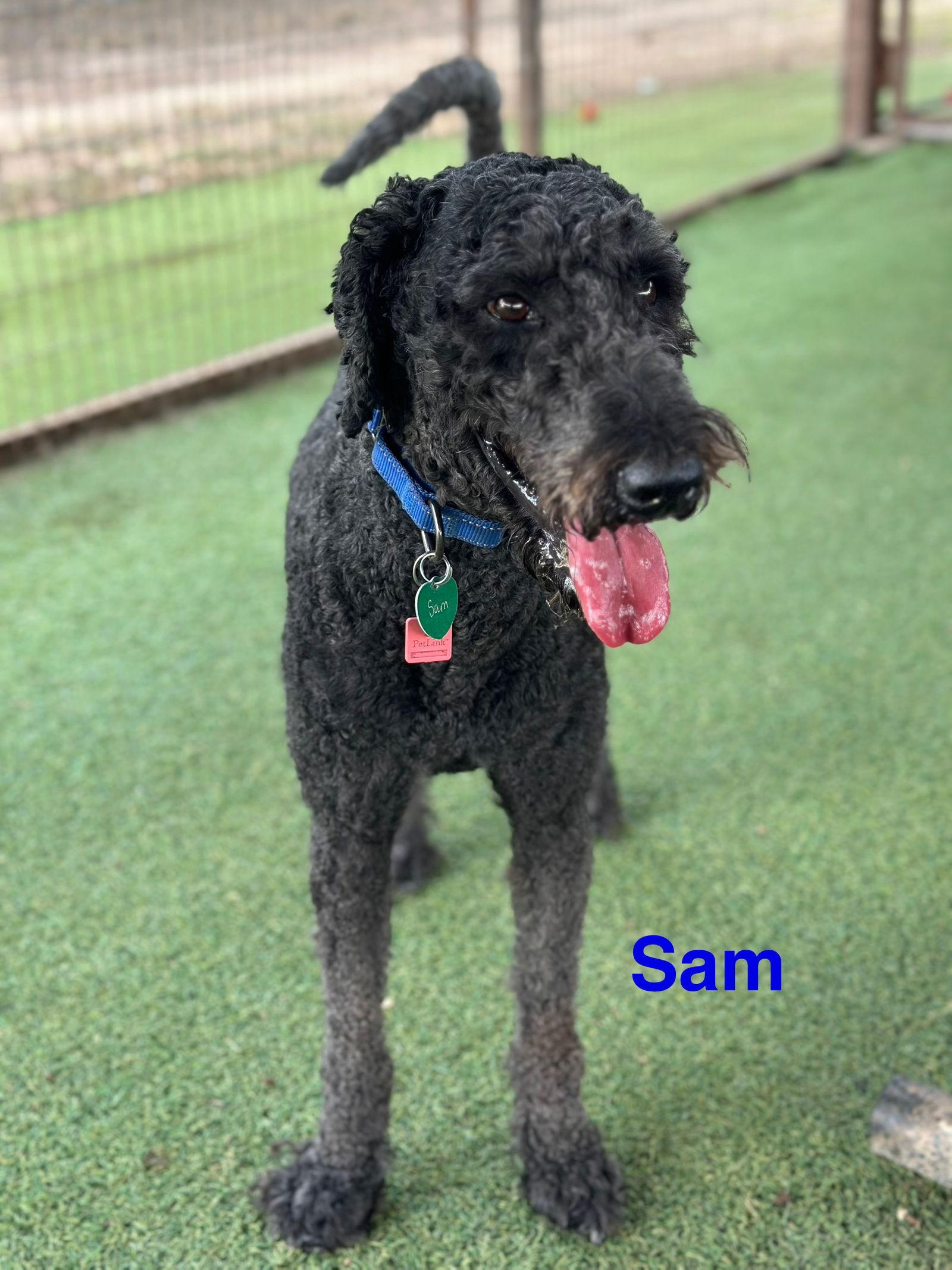 Enlarge Sammy, a Adopted mixed breed in Pipe Creek, TX image 3/3