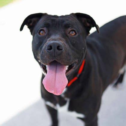 Elton, Adoptable, Adult Male Pit Bull Terrier & Mixed Breed.