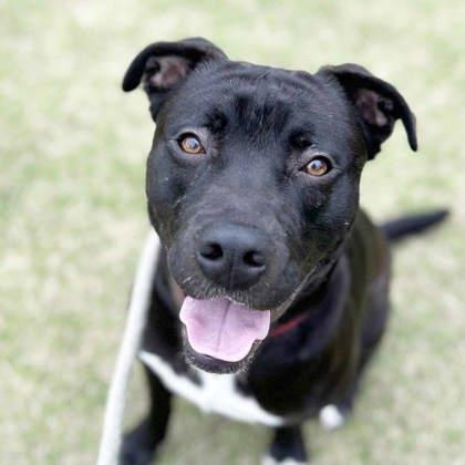 Elton, a Adoptable mixed breed in Atlanta, GA image 2/3