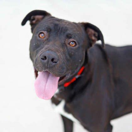 Elton, a Adoptable mixed breed in Atlanta, GA image 3/3