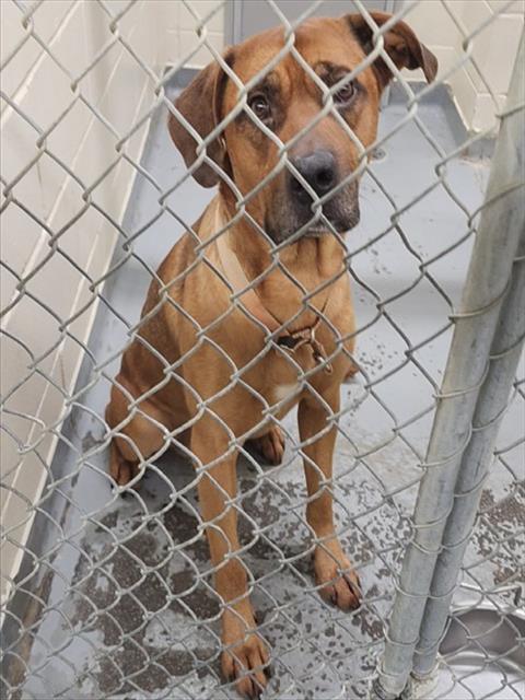 JUDA, Adoptable, Adult Male Labrador Retriever & Mixed Breed.