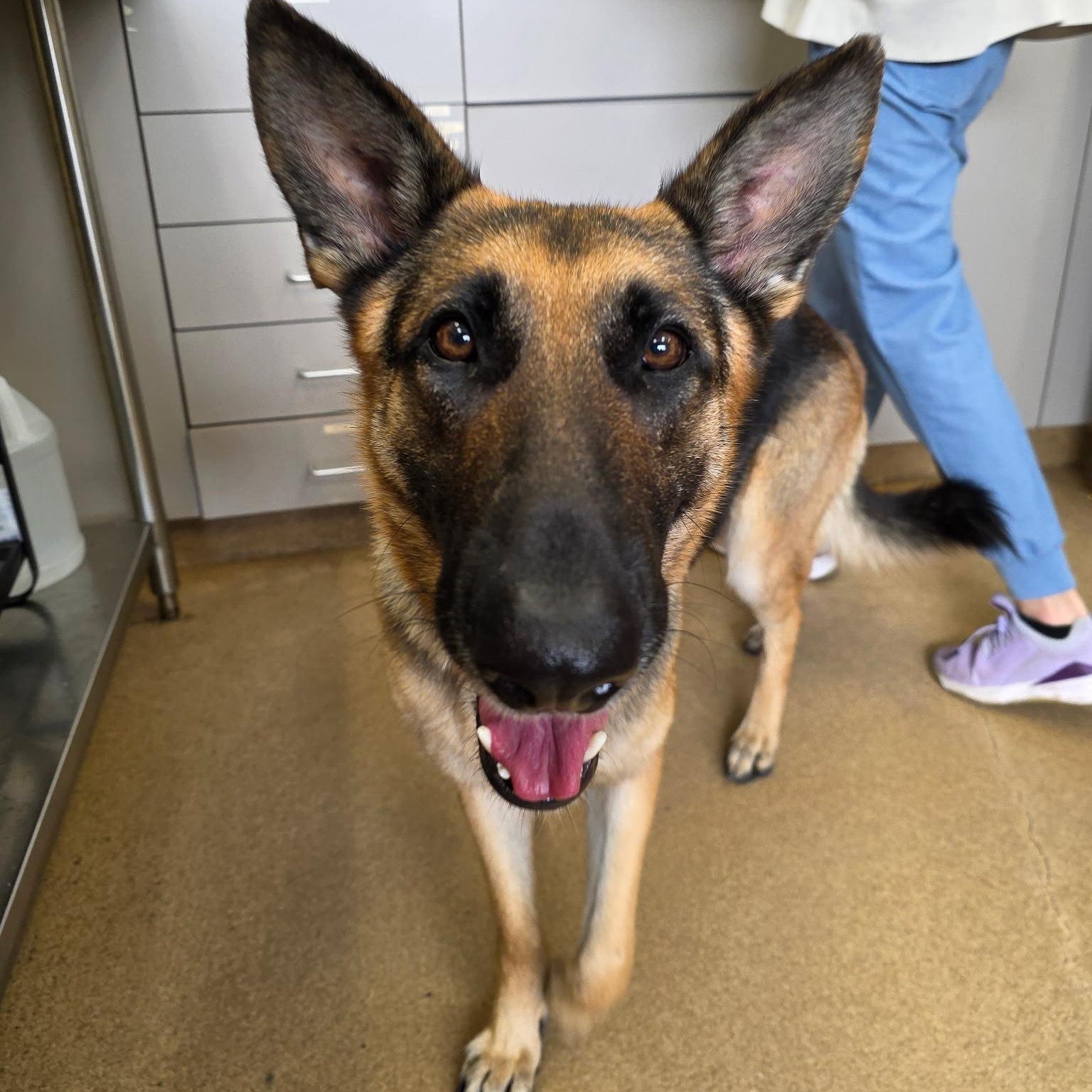 Sadie, Adoptable, Adult Female German Shepherd Dog.