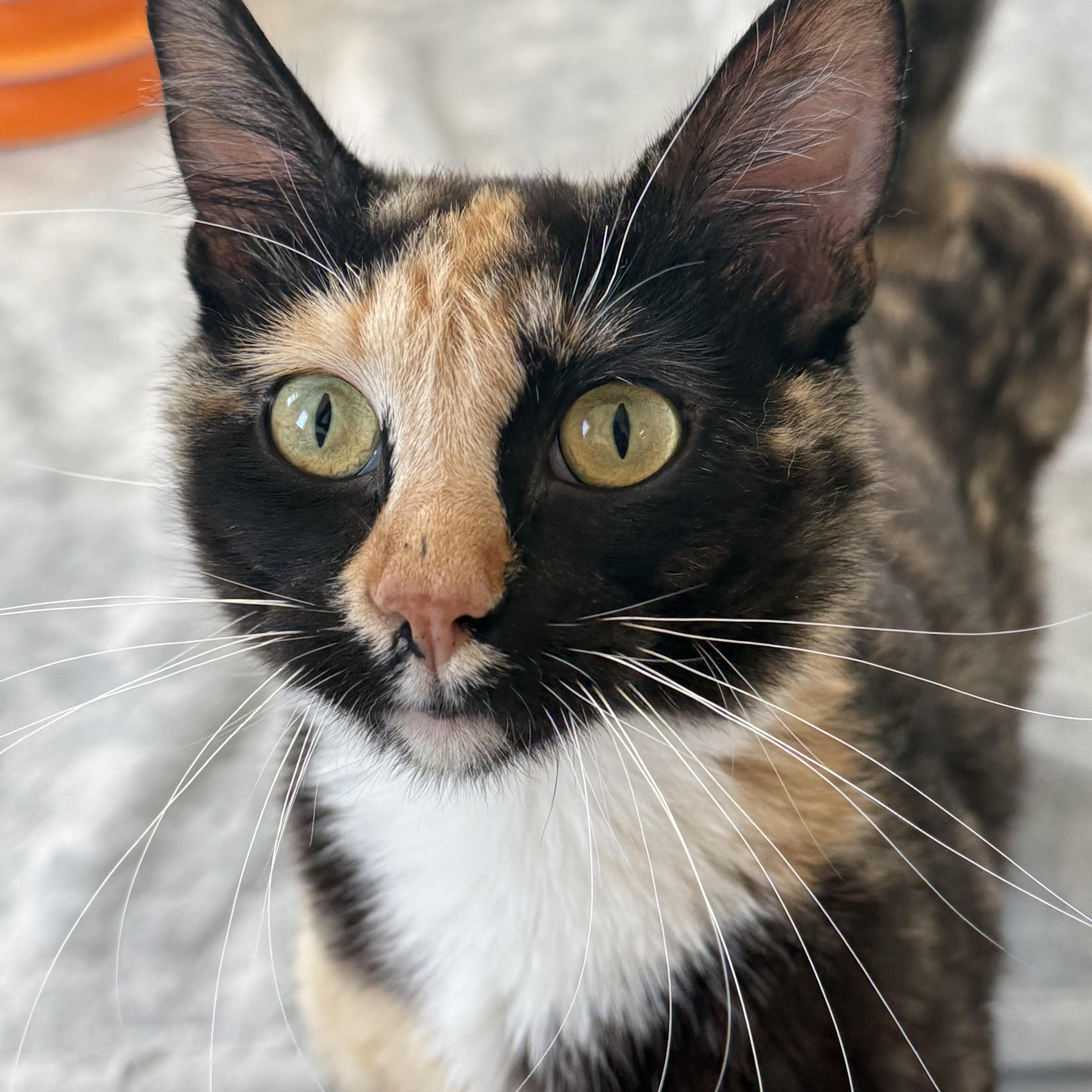 Rizzo, Adult Female unknown