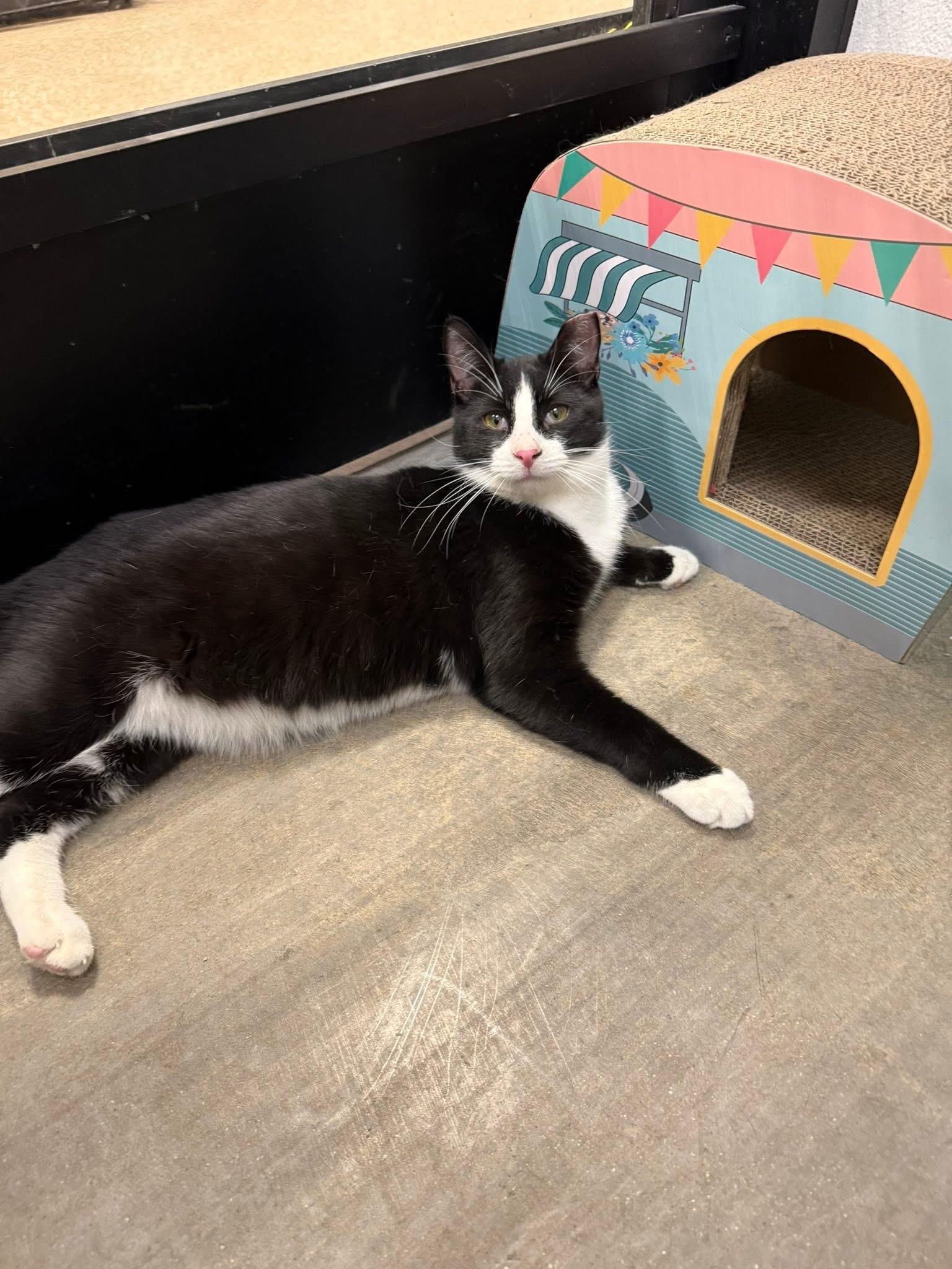 Arnold , a ADOPTABLE Domestic Short Hair in Chandler, AZ image 1/2