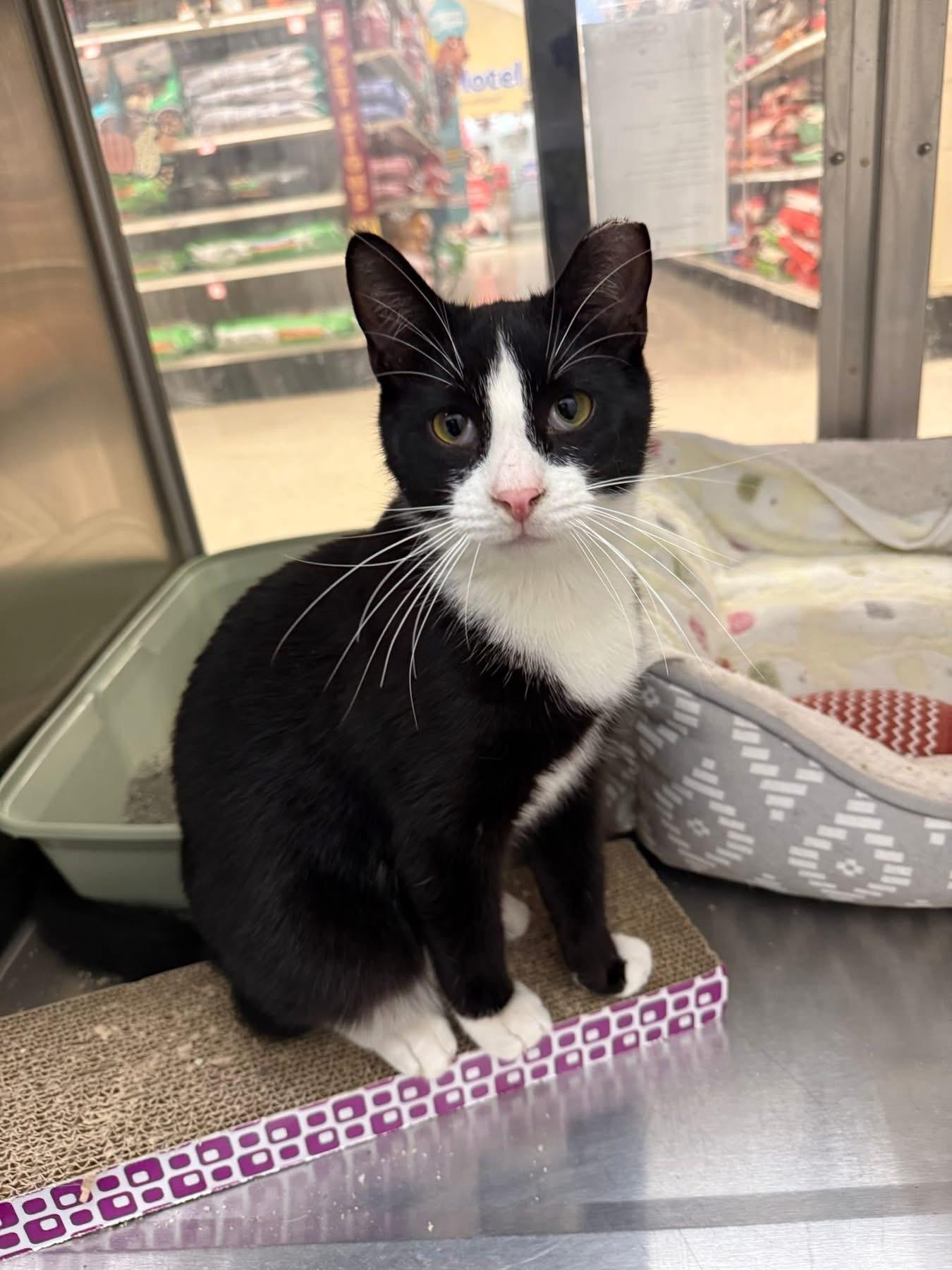 Arnold , ADOPTABLE, Young Male Domestic Short Hair.