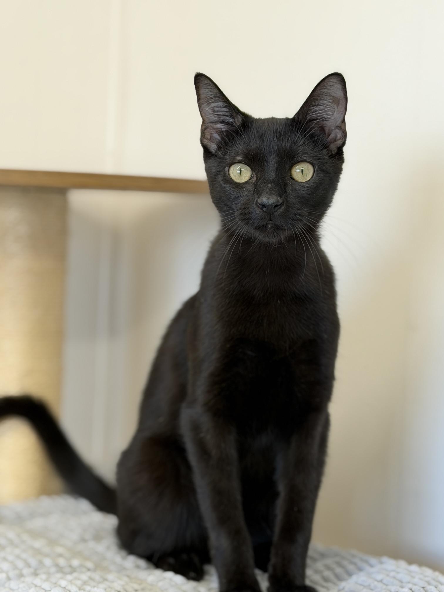 Birdie, a Adoptable Domestic Short Hair in Gardnerville, NV image 1/3