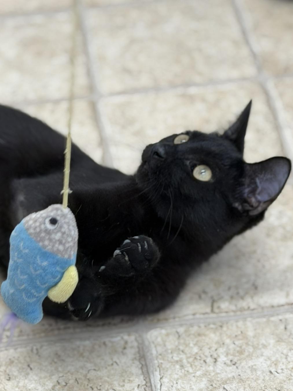 Birdie, a Adoptable Domestic Short Hair in Gardnerville, NV image 3/3