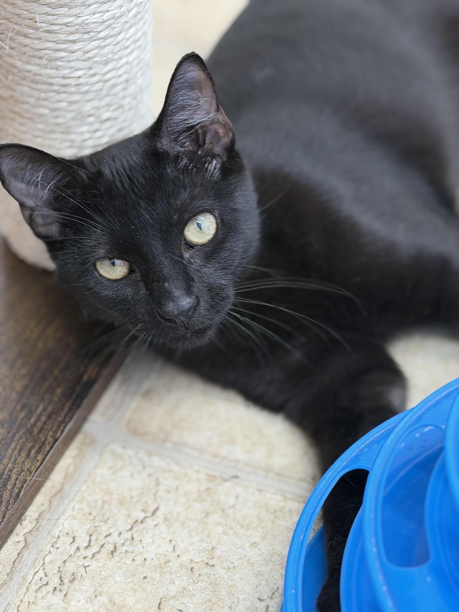 Birdie, a Adoptable Domestic Short Hair in Gardnerville, NV image 2/3