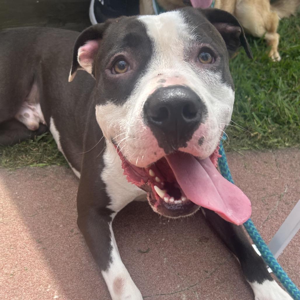 Napoleon IV 26-039, a Adoptable Pit Bull Terrier in Little Rock, AR image 1/6