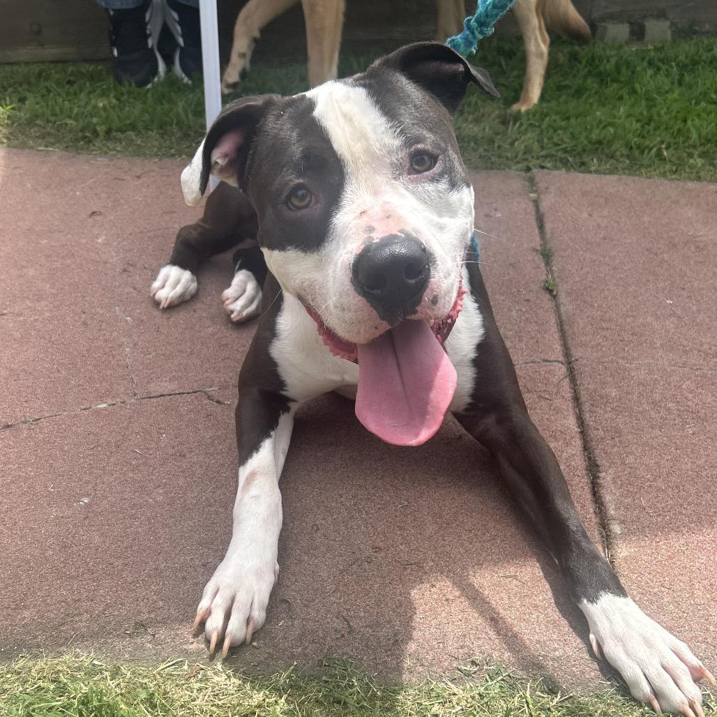 Napoleon IV 26-039, a Adoptable Pit Bull Terrier in Little Rock, AR image 2/6