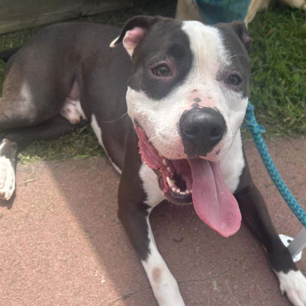 Napoleon IV 26-039, a Adoptable Pit Bull Terrier in Little Rock, AR image 3/6