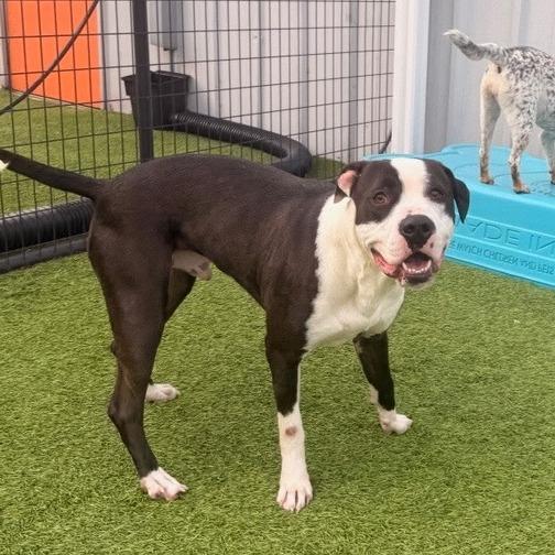 Napoleon IV 26-039, a Adoptable Pit Bull Terrier in Little Rock, AR image 5/6