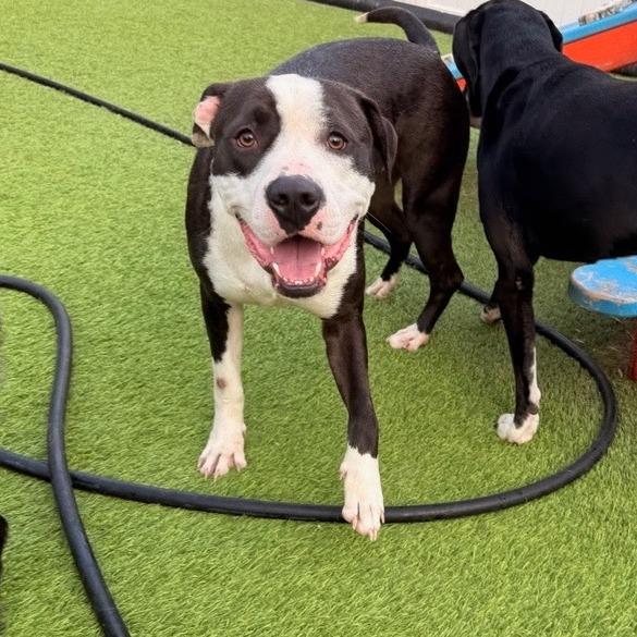 Napoleon IV 26-039, a Adoptable Pit Bull Terrier in Little Rock, AR image 6/6