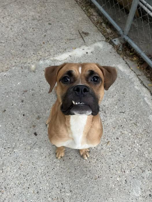 Enlarge Dorff, a Adoptable mixed breed in Baton Rouge, LA image 1/2