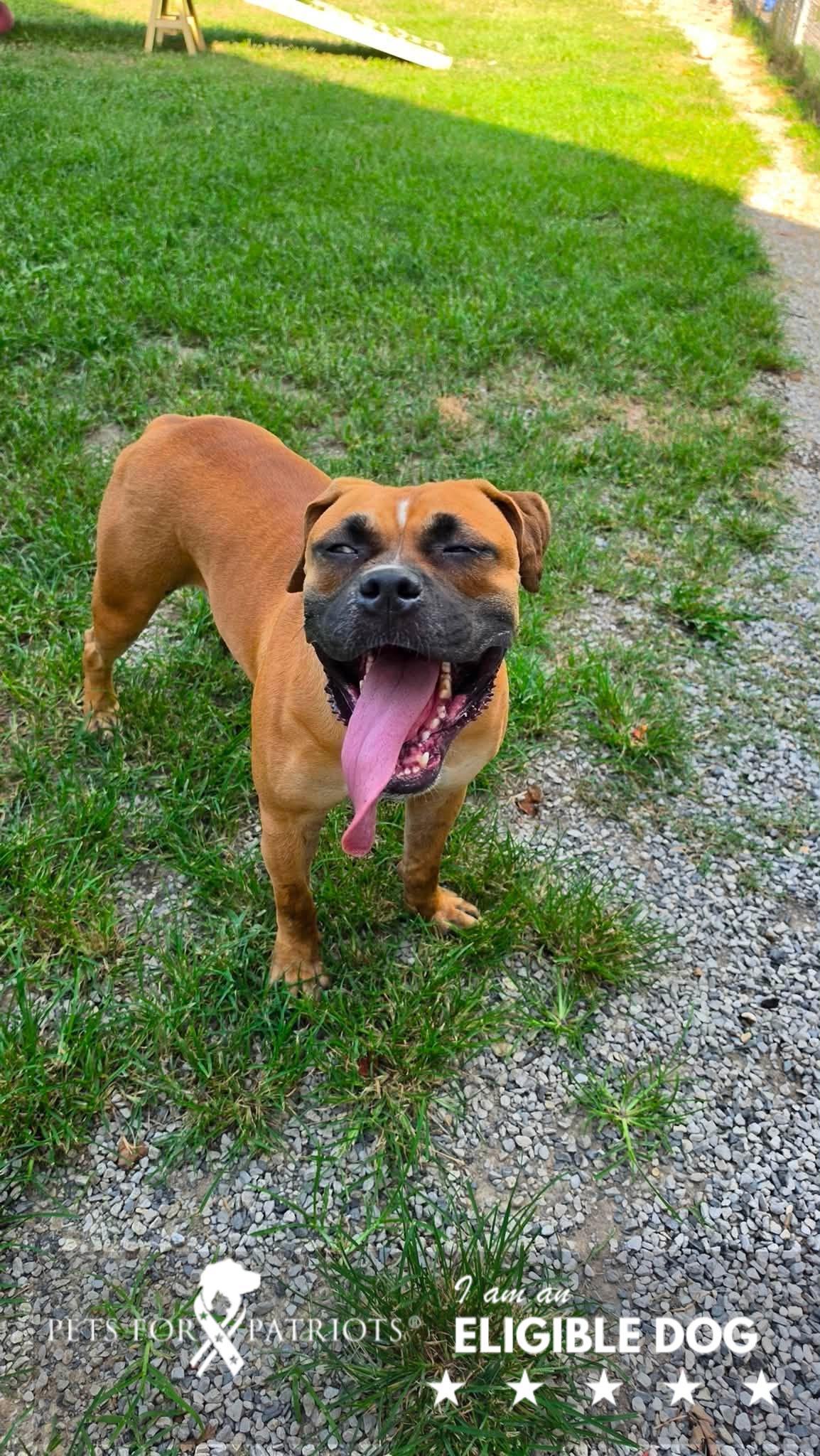 Dorff, Adoptable, Adult Male Boxer & Bulldog.