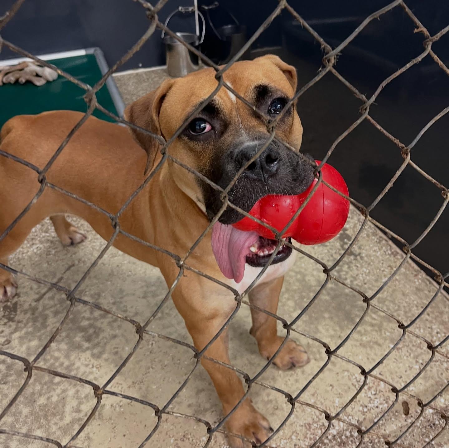 Dorff, a Adoptable mixed breed in Baton Rouge, LA image 4/5
