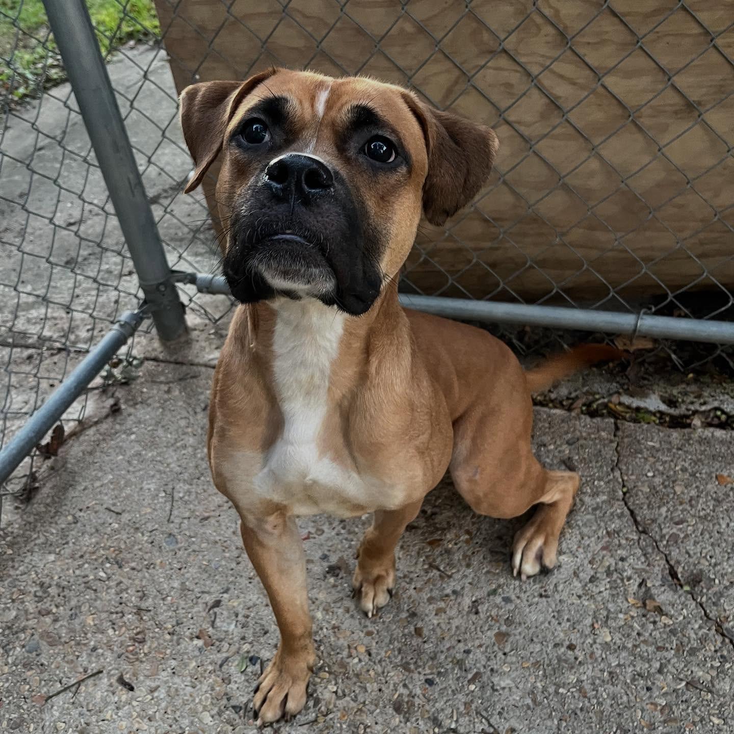 Enlarge Dorff, a Adoptable mixed breed in Baton Rouge, LA image 2/2