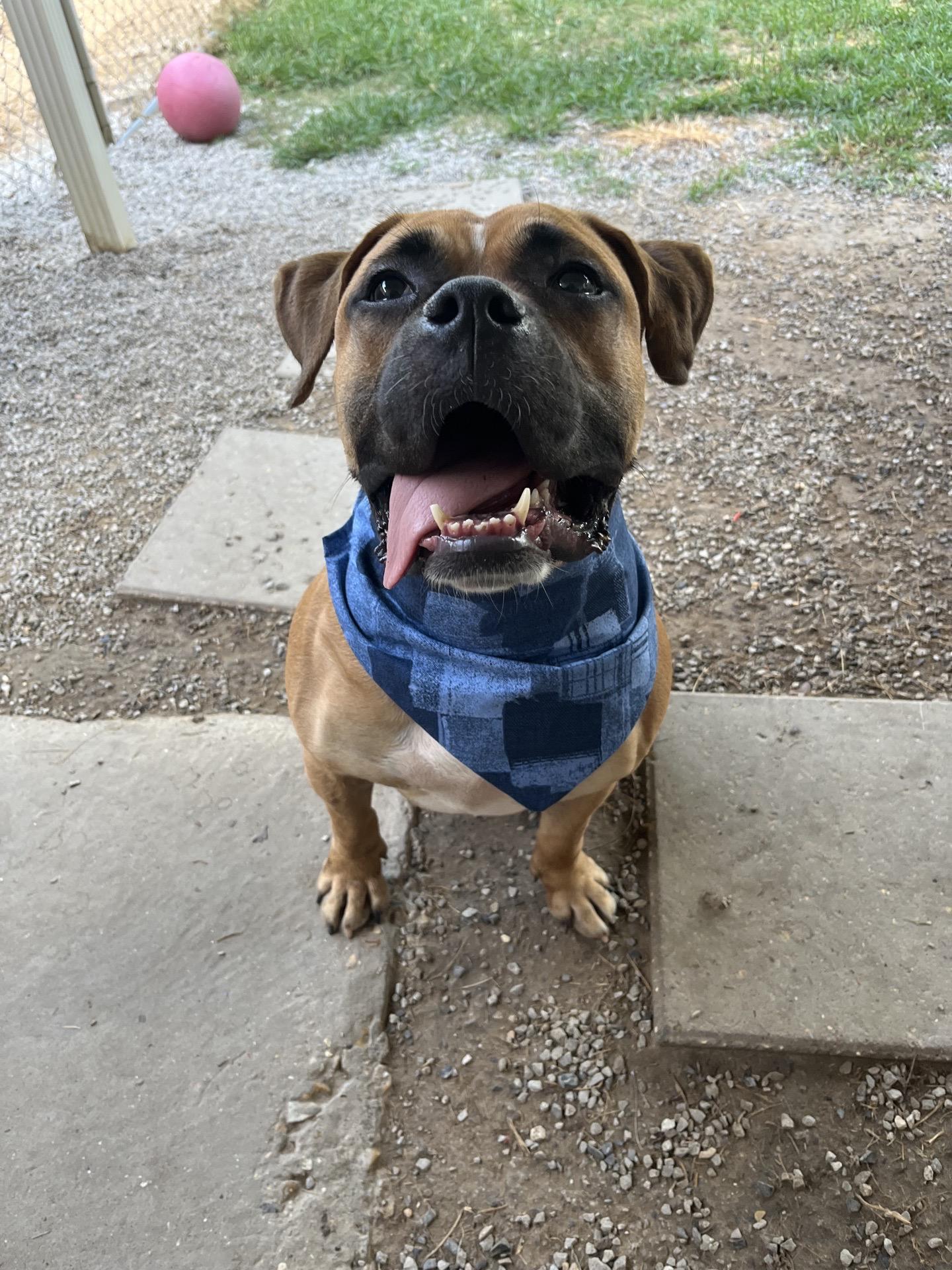 Dorff, a Adoptable mixed breed in Baton Rouge, LA image 3/5