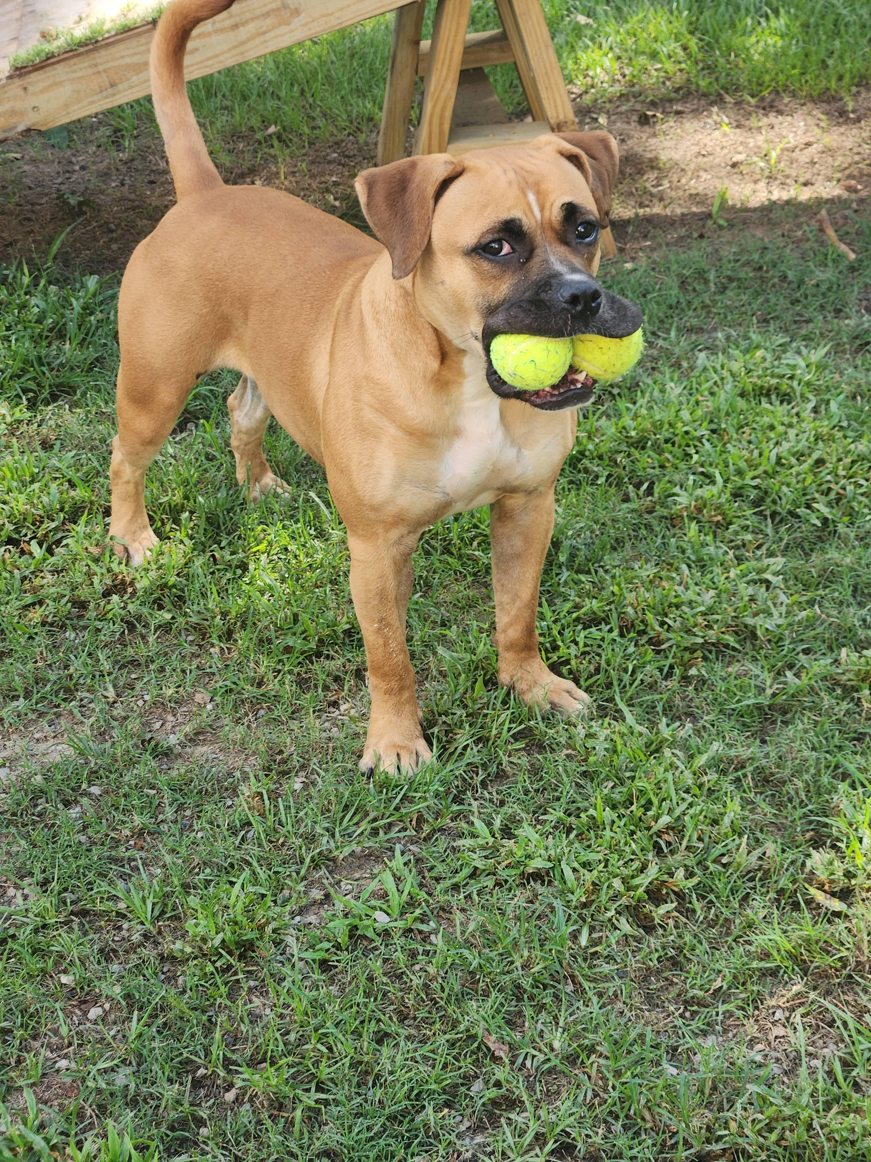Enlarge Dorff, a Adoptable mixed breed in Baton Rouge, LA image 2/6