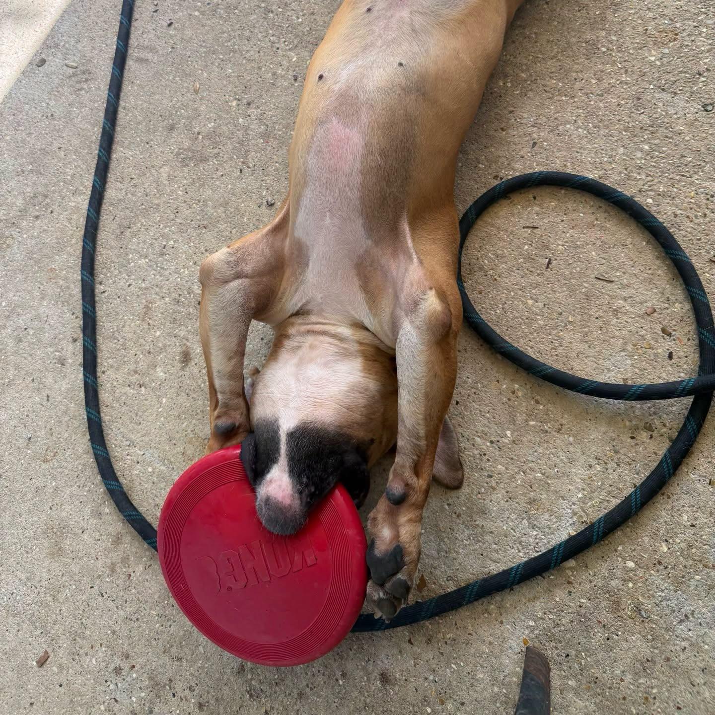 Dorff, a Adoptable mixed breed in Baton Rouge, LA image 5/5