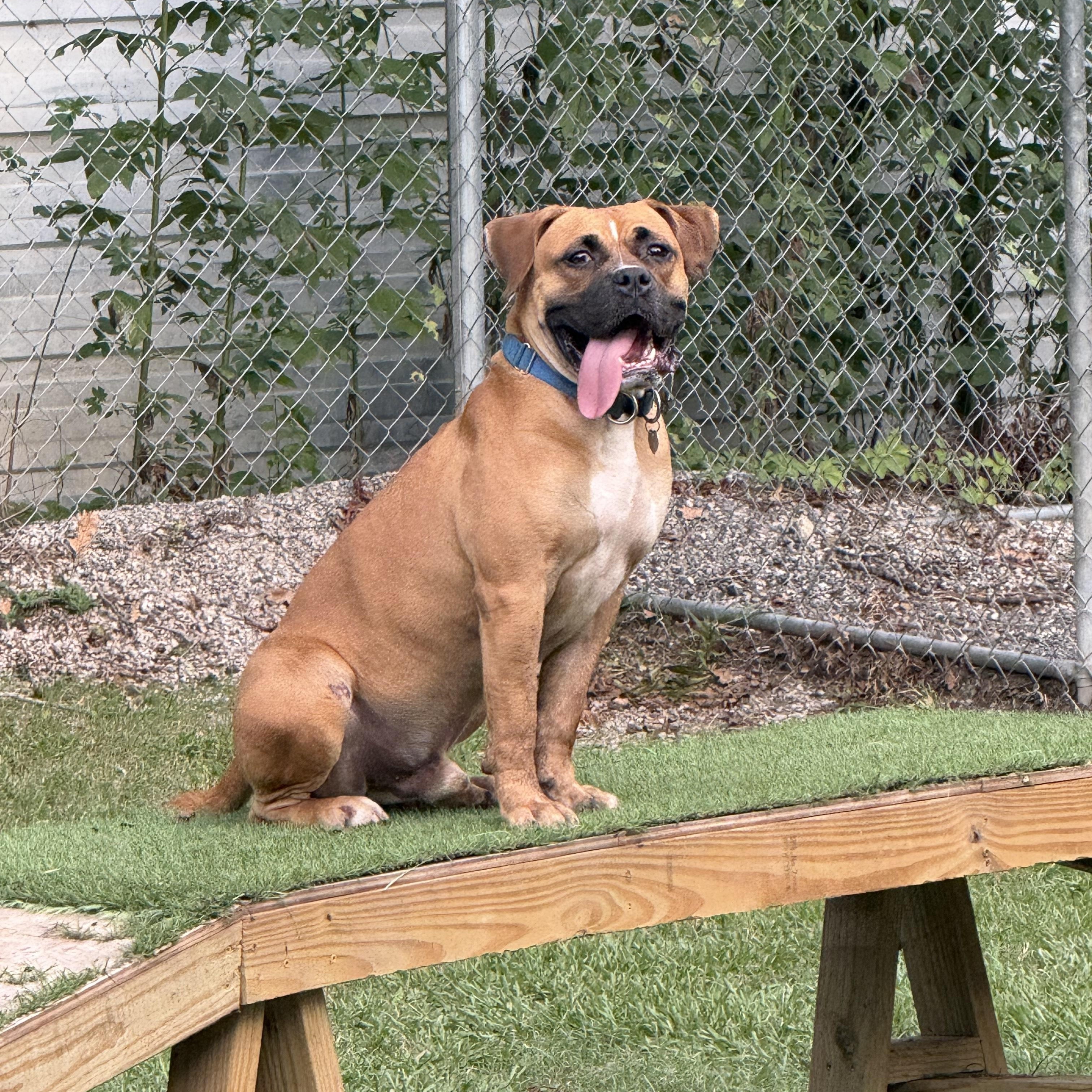 Dorff, Adoptable, Adult Male Boxer & Bulldog.