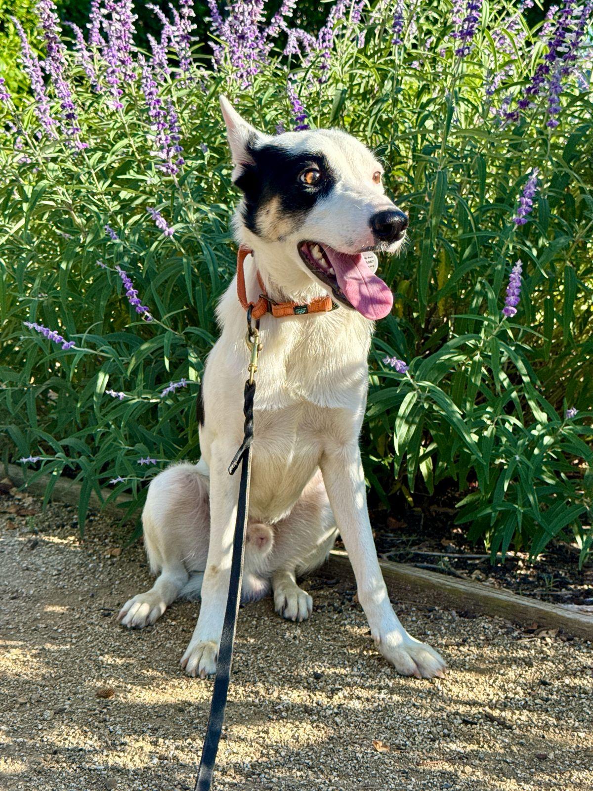 Enlarge Lucas, a Adoptable Australian Cattle Dog / Blue Heeler in Los Angeles, CA image 5/6