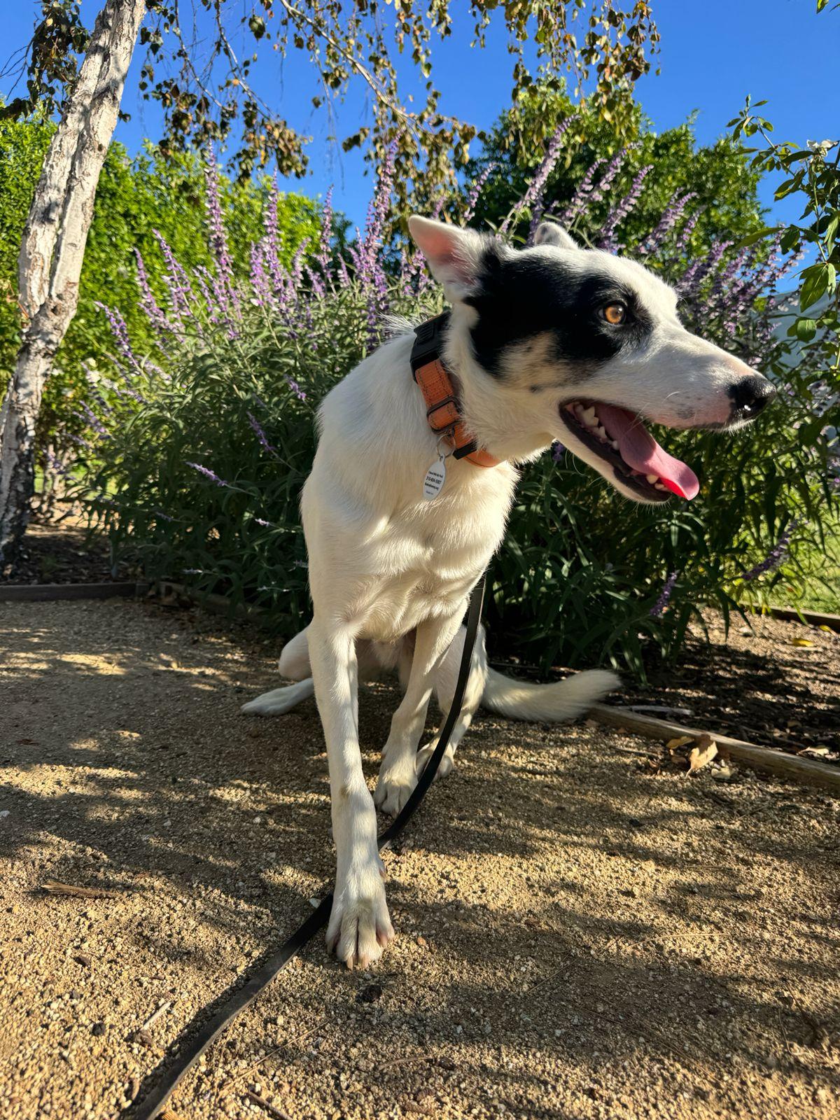 Enlarge Lucas, a Adoptable Australian Cattle Dog / Blue Heeler in Los Angeles, CA image 4/6