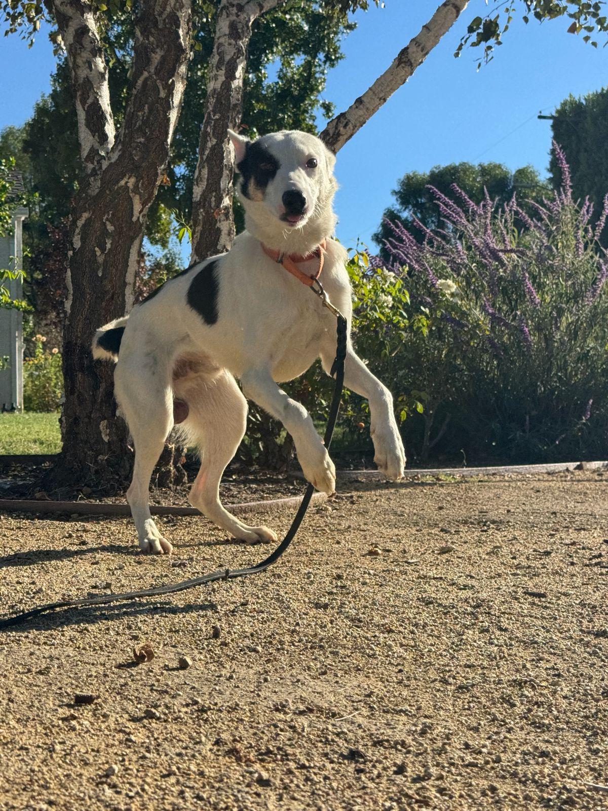 Enlarge Lucas, a Adoptable Australian Cattle Dog / Blue Heeler in Los Angeles, CA image 6/6