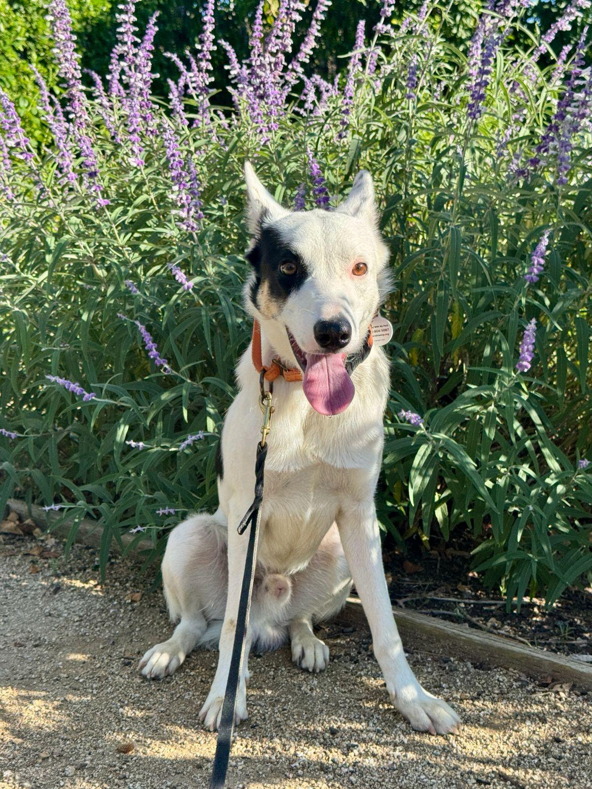 Lucas, Adoptable, Puppy Male Australian Cattle Dog / Blue Heeler.