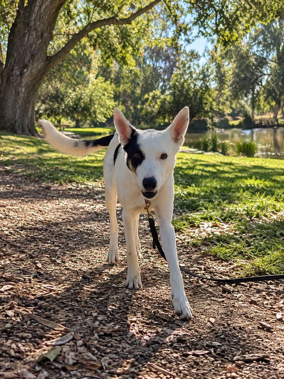 Enlarge Lucas, a Adoptable Australian Cattle Dog / Blue Heeler in Los Angeles, CA image 3/6