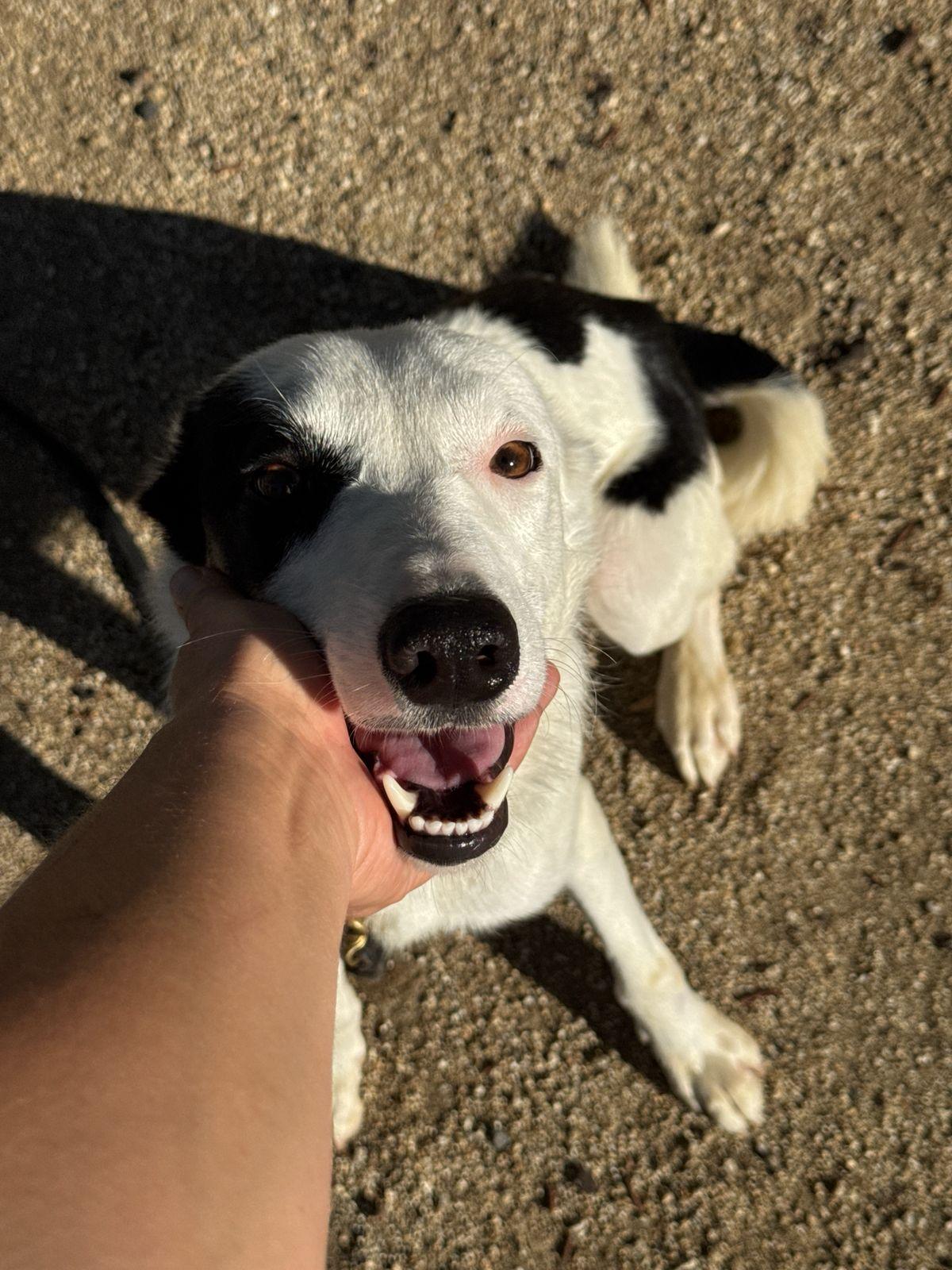 Enlarge Lucas, a Adoptable Australian Cattle Dog / Blue Heeler in Los Angeles, CA image 2/6