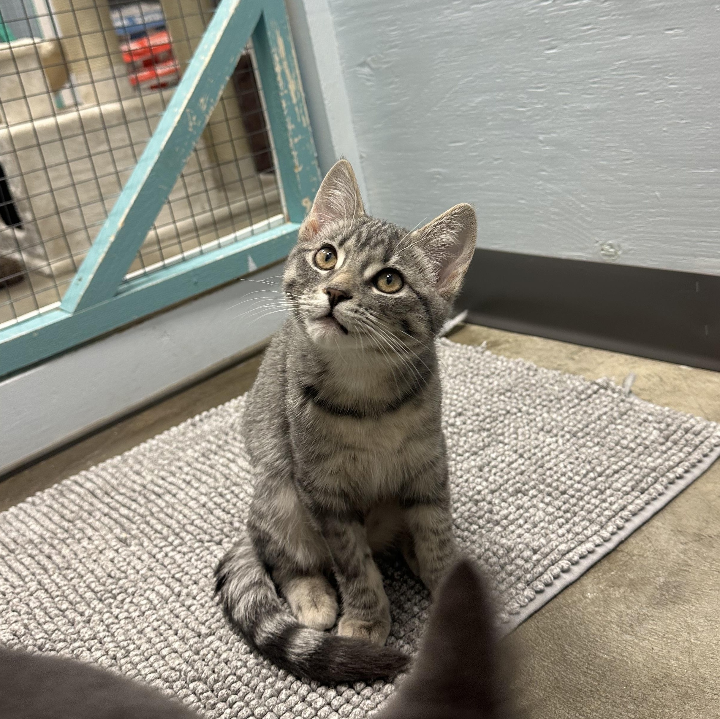 Enlarge Lorelei, a Adoptable Domestic Short Hair in Mission, BC image 2/3