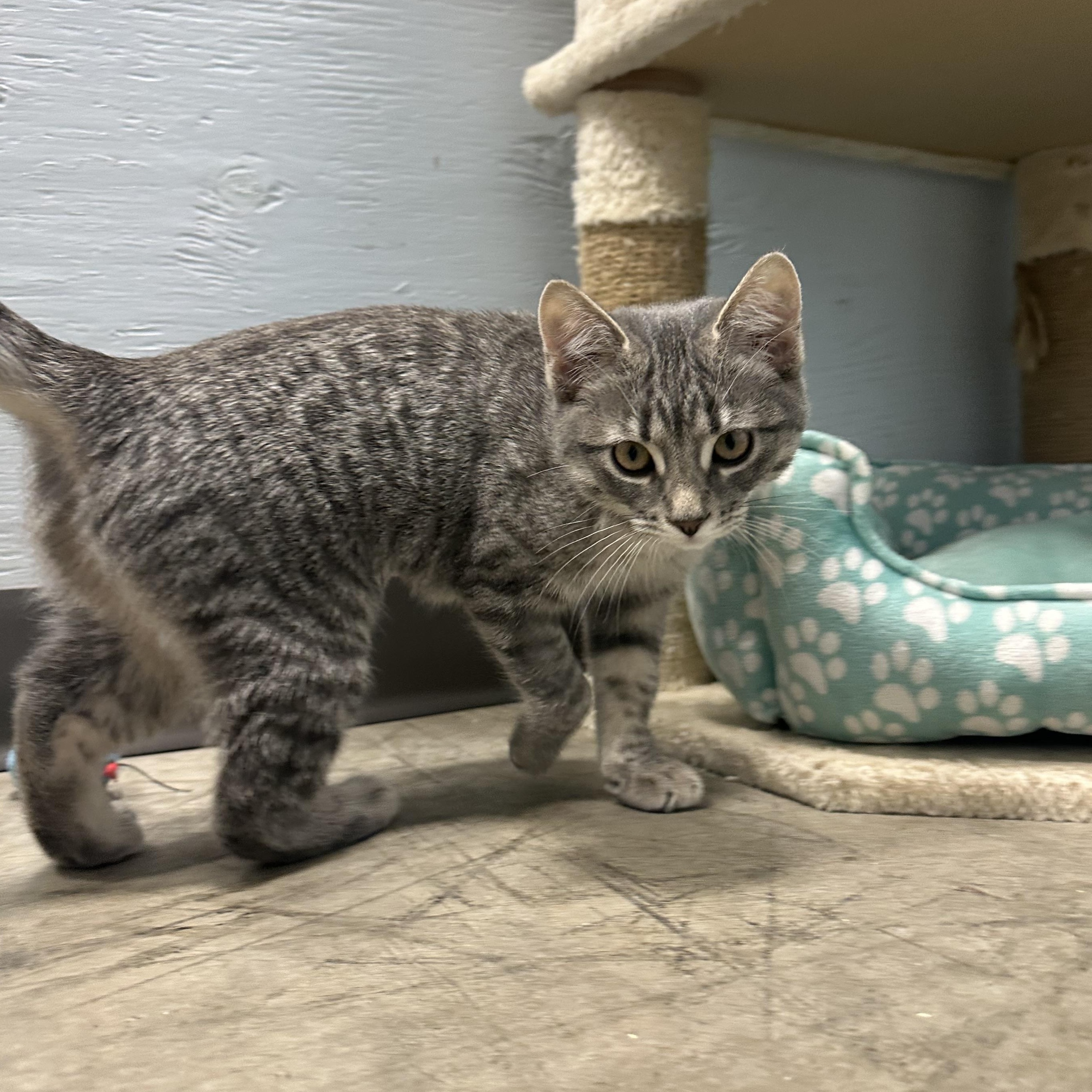 Lorelei, Adoptable, Kitten Female Domestic Short Hair.