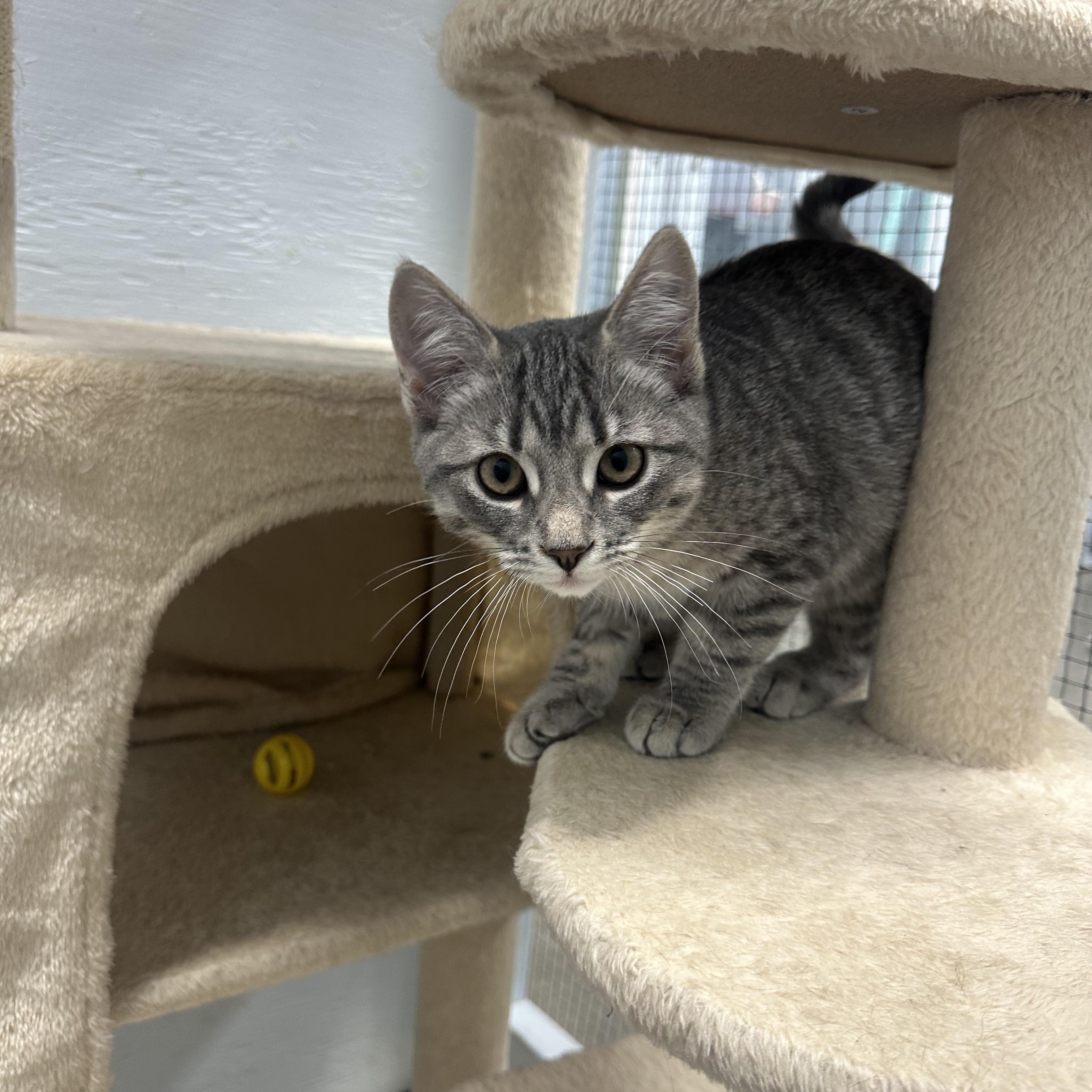 Enlarge Lorelei, a Adoptable Domestic Short Hair in Mission, BC image 3/3